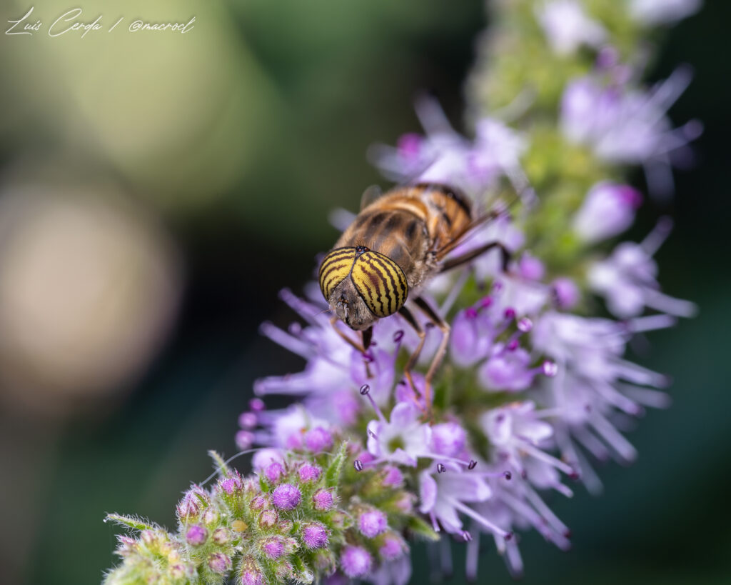 Eristalinus taeniops